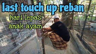 [Episod1329] tok wan lepas anak ayam dalam reban baru