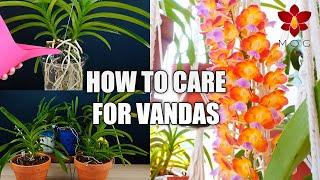 How to Care for Vanda Orchids in Your Home! - Orchid Care for Beginners