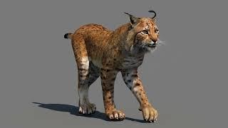 Animated Lynx 3D Model for Download | @PROmax3D