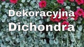 DICHONDRA - PIĘKNE ARANŻACJE DO OGRODU, NA TARAS I BALKON