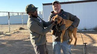 Nigerino History: Mr. Terry’s Nigerino Dogs Yard Tour 2025 & Hand Selecting my Foundation [ReUpload]