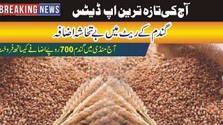 Wheat price 4500+today Punjab 2023|business ideas Ahsan ayaz559