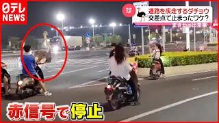 【珍】道路を疾走するダチョウ  交差点で止まる  中国