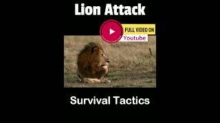 Survive Lion Attack #lion #lionencounter #lionlover #lions #lionattack #survive #survivethekiller