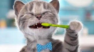 Cute Kitten Preschool - Cartoon animation education | Chapter 1