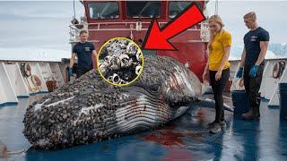 Rescue team saves humpback whale from millions of injurious barnacles.