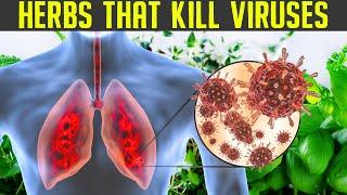 Top 5 Herbs for Lung Health, Clearing Mucus, COPD, and Killing Viruses | Herbal Remedies for all