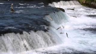 Salmon jumping up waterfalls