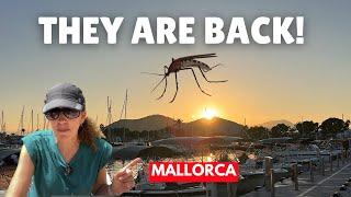 Mosquitos in Mallorca in 2024 - Be Warned!