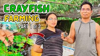 ARC CRAYFISH FARMING: MAG-ASAWA, DI SUMUKO AT NAPARAMI ANG KANILANG CRAYFISH MULA SA 1.4K NA PUHUNAN