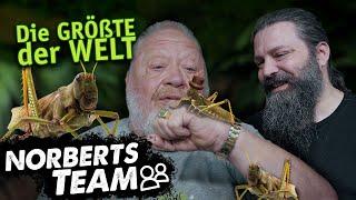 GRÖßTE HEUSCHRECKE DER WELT | NORBERTS TEAM | Zoo Zajac