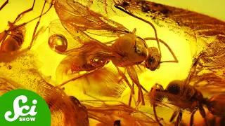 Sex, Spider Attacks, and Other Acts Caught in Amber