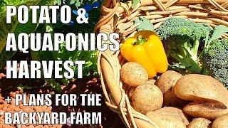 Aquaponics, Potato Harvests + Plans for the Backyard Farm