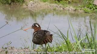 Greater  Painted Snipe @ Chiu Sein Chiong 0370