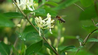 Cornell professor Tom Seeley explains Darwinian beekeeping