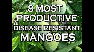 8 Most Productive & Disease Resistant Mangoes in our South Florida garden