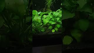 Amano, Pangio & CO. ‍️‍️ #aquarium #aquaristik #shorts