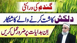 Tips for better yield of Dilkash wheat variety || Crop Reformer