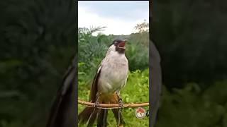 KUTILANG GARUDA Di Kota Lubuklinggau #kutilangpikat