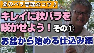 【バラの育て方】夏のバラ管理のコツキレイに秋バラを咲かせよう！その①～お盆から始める仕込み編（2022年8月12日）