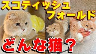 【スコティッシュフォールドは飼いやすい？】一緒に暮らして感じたスコティッシュフォールドの性格