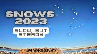 Snow Goose Hunting. Migration Update to a FAST Moving Season!