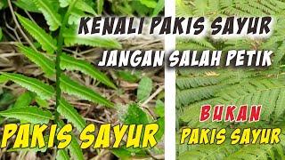 Cara mengenali Pakis Sayur ||Banyak Tumbuh di Hutan