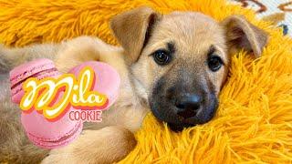 Mila Cookie will be your sweetest companion! 🩷