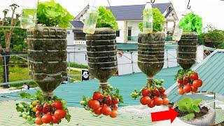 2 In 1 Hanging Garden To Grow Lettuce And Tomatoes, No Need For A Garden