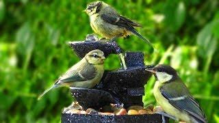 Bird Sounds at The Water Fountain on A Beautiful Evening