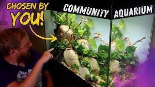 How to setup a tropical fish community aquarium.