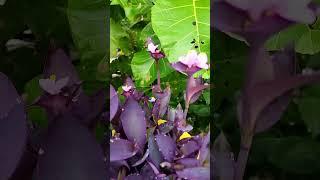 purple flower variety#shortvideo#flowers# Aparna Gardener