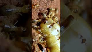 Termite Queen Surrounded by Worker Termites | Queen Termite 4k Close up