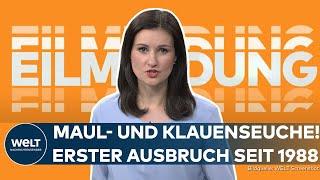 BRANDENBURG: Erster Maul- und Klauenseuche-Ausbruch in Deutschland seit 1988 | EILMELDUNG