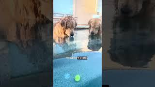 Golden Retrievers vs Sunk Ball - Ozzy Man Quickies