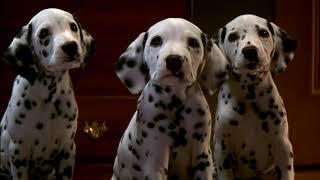 101 dalmatians (1996) - collar scene