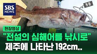 "전설의 심해어 그 맛은…" 제주에 나타난 192cm 돗돔 먹어보니 (현장영상) / SBS