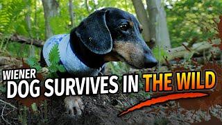 Wiener Dog's Wilderness Survival Show! - with Oakley Dokily the Dachshund!