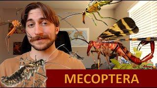 Mecoptera: The Scorpionflies - Order Spotlight