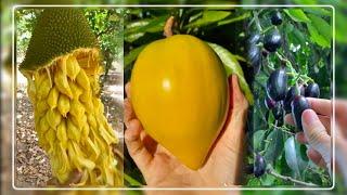 中国的水果农场-新鲜水果 || The Fruit farms make in China - fresh fruit #2