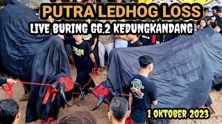 KIPRAH MBEROT PUTRA LEDHOG LIVE BURING GG.2 KEDUNGKANDANG 2023