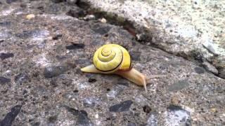 John the snail.