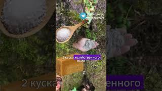 Как просто избавиться от мха и лишайника на яблонях #дача#сад#огород