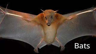 10 Awesome Facts About Bats