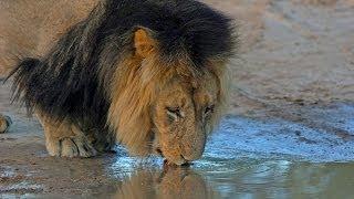 Lions Of The Kalahari HD