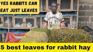 5 leaves for rabbit hay || rabbits can eat just leaves watch this