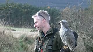 Goshawk on Pheasants over a Pointer and Spaniel.