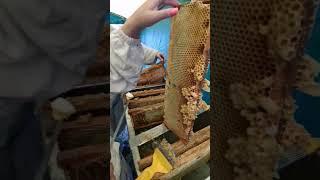 #маточноемолочко #пасекаклимовых #пчелопродукция