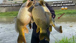 Mancing ikan mas di sungai liar dapat sebesar ini sampai kuwalahan