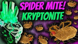 How to GET RID of SPIDER MITES with PREDATORY MITES | Persimilis & Californicus